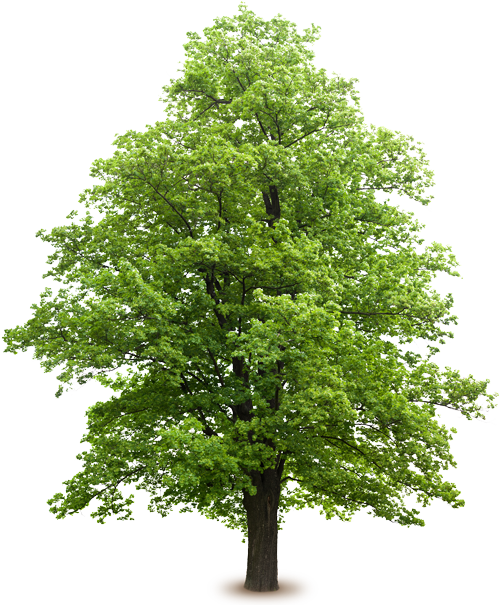 Identifying Trees That Need A Tree Trimming