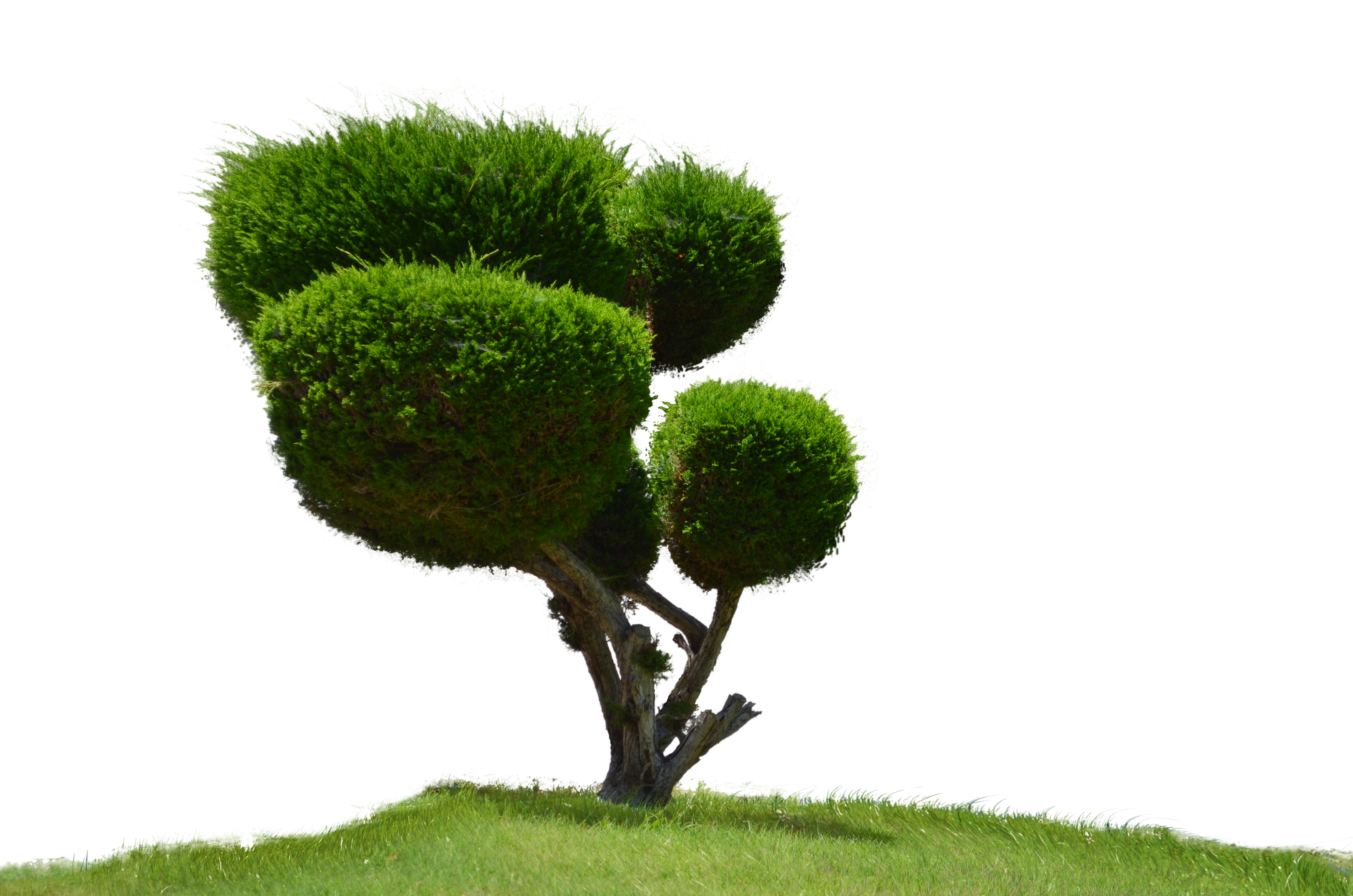 Understanding the Importance of Professional Tree Removal in Fort Myers, TX